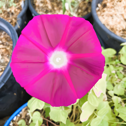 Rose Red Morning Glory Seeds