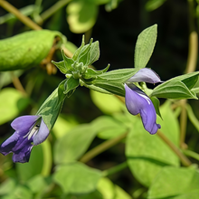 Polygala Tenuifolia Seeds