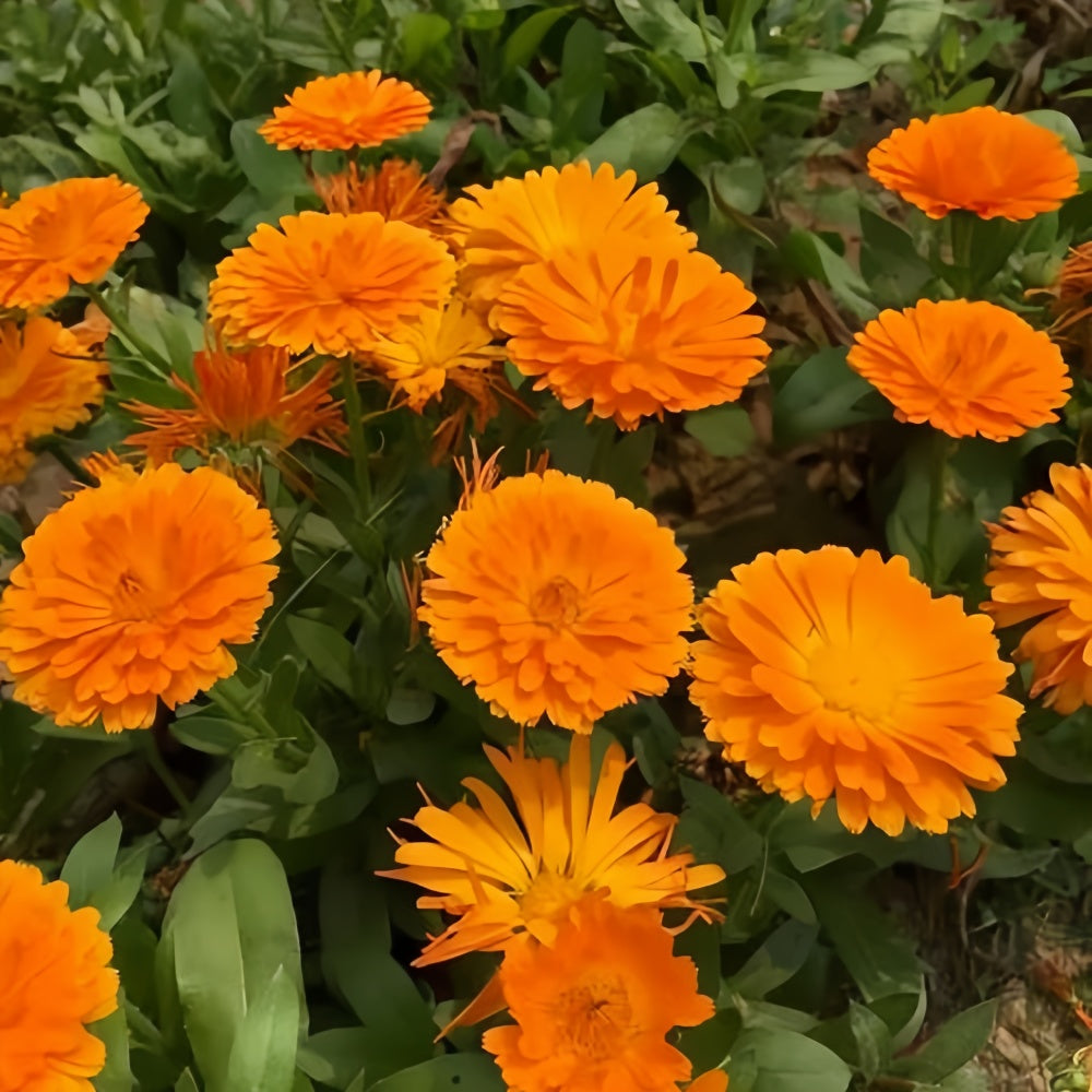 Orange Red Calendula Seeds