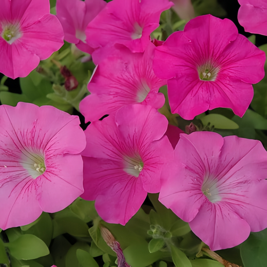 Rose Red Petunia Seeds