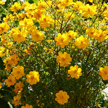 Yellow Bidens Seeds