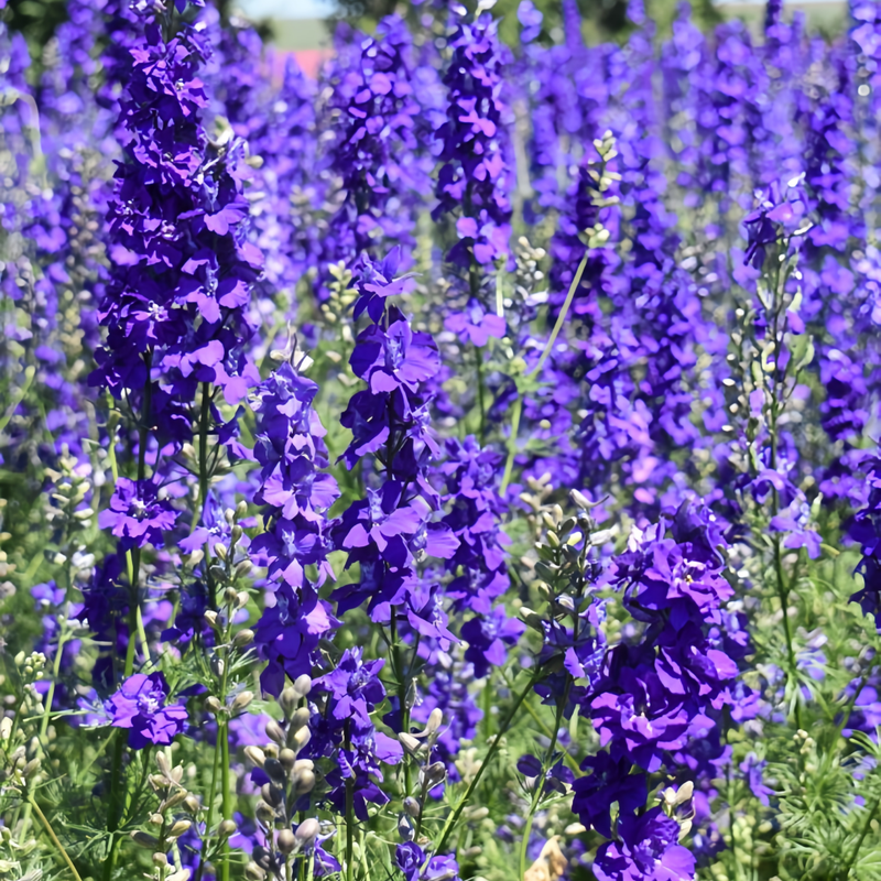 Sage Seeds - Blue