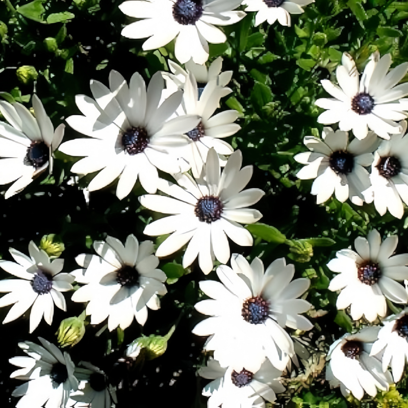 Cape Daisy Seeds - White