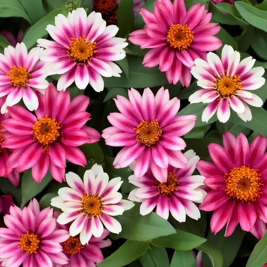 Red Zinnia Seeds