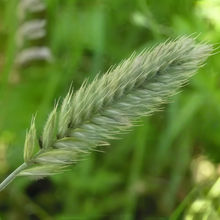 Crested Wheatgrass Seeds