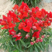 Snapdragon Seeds - Red
