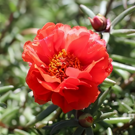 Moss Rose Seeds - Dark Red