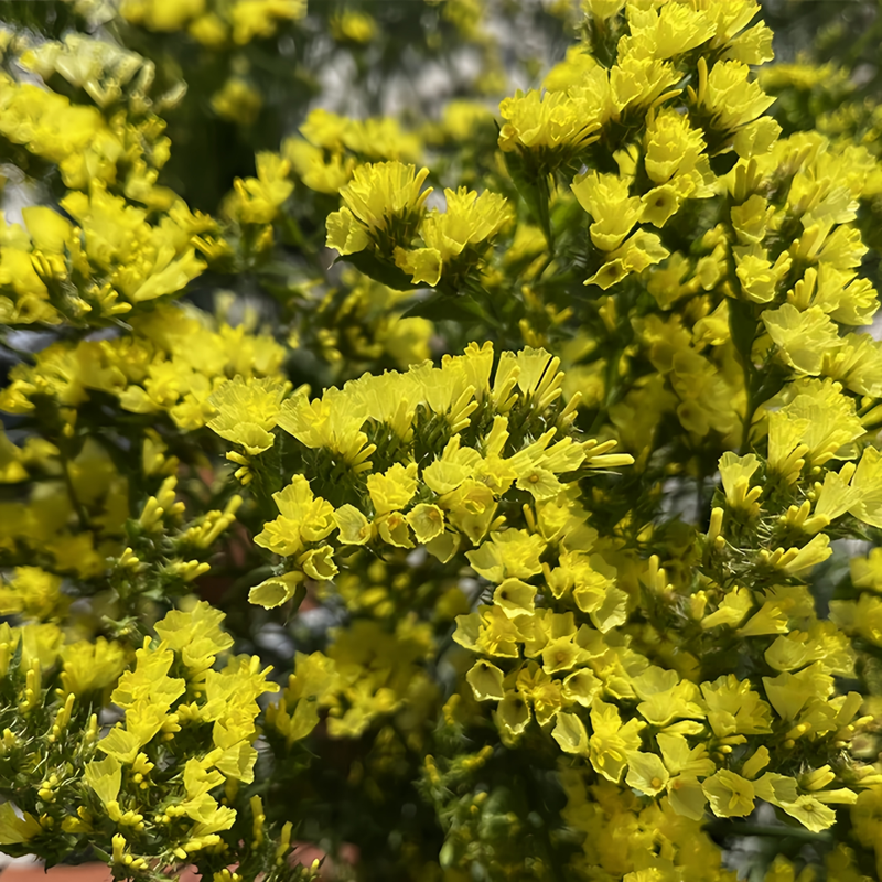 Statice Seeds - Yellow