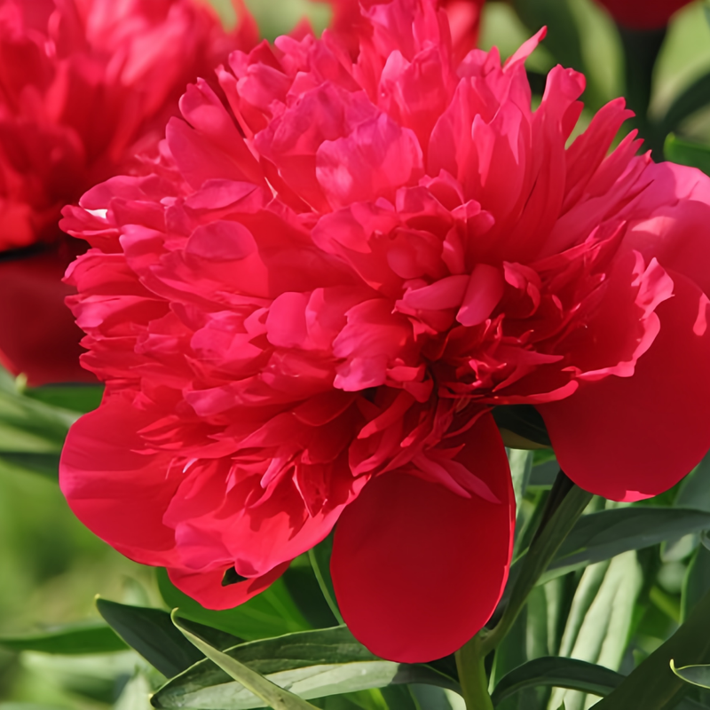 Moss Rose Seeds - Scarlet
