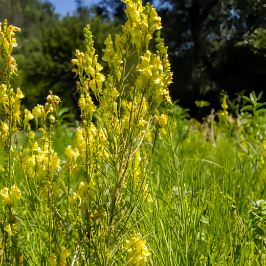 Linaria Seeds - Yellow