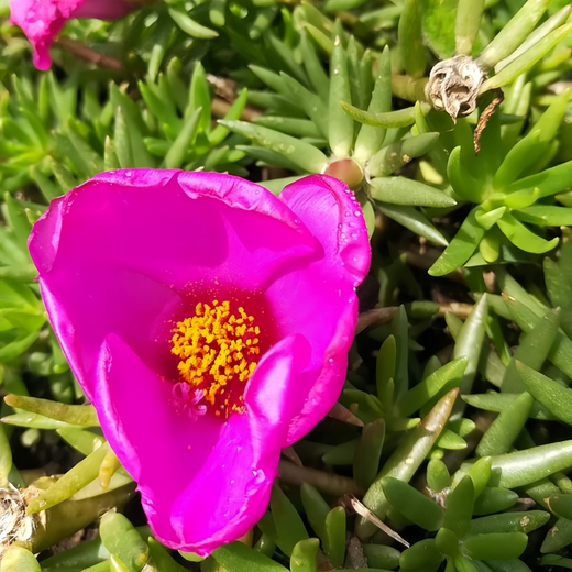 Moss Rose Seeds - Pink