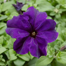 Red Petunia Seeds