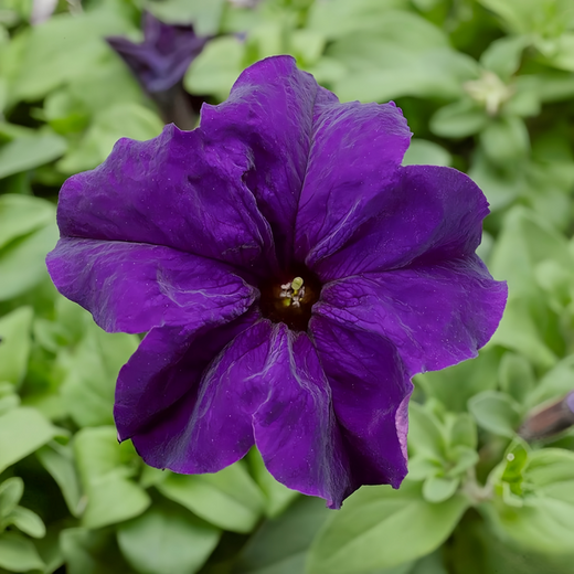 Red Petunia Seeds