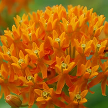 Tangerine Butterfly Milkweed Seeds