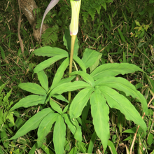 Arisaema Seeds