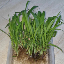 Paspalum Grass Seeds