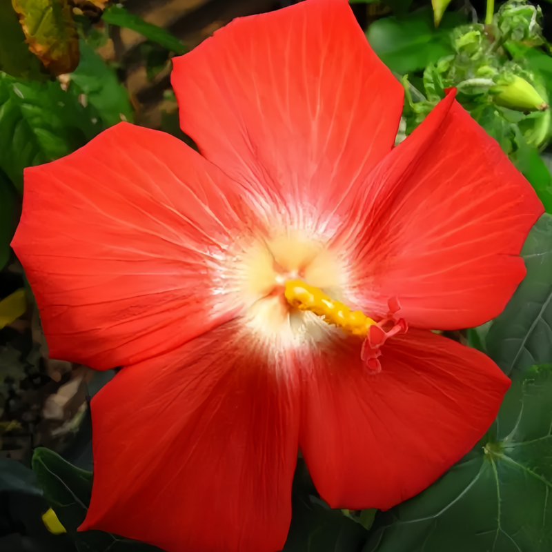 Red Flowering Okra Seeds