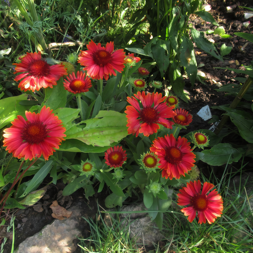Blanket Flower Seeds Arizona Red Gradient