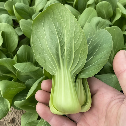 Brassica Campestris Seeds