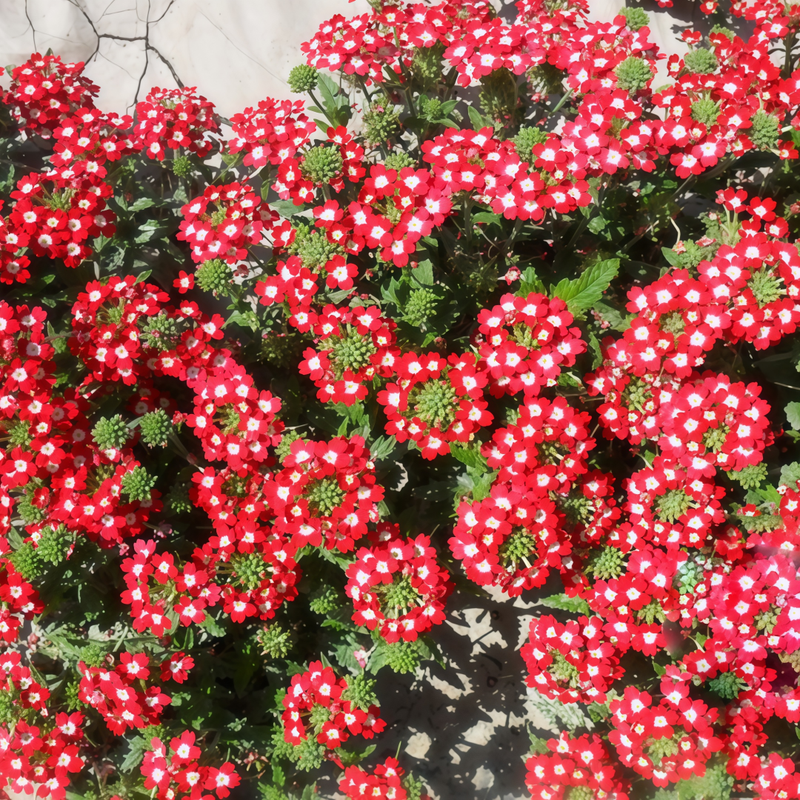 Red White Verbena Seeds