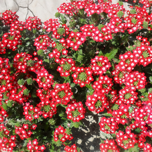 Red White Verbena Seeds