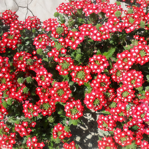 Red White Verbena Seeds