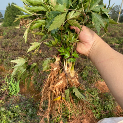 Dong Quai Seeds