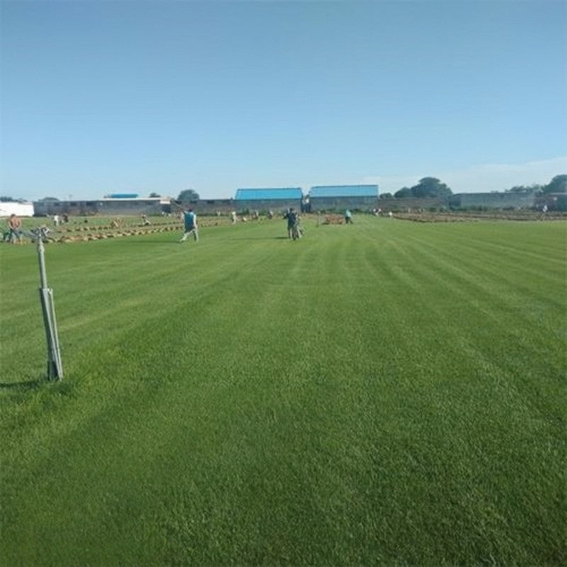 Triple A Grass Seed