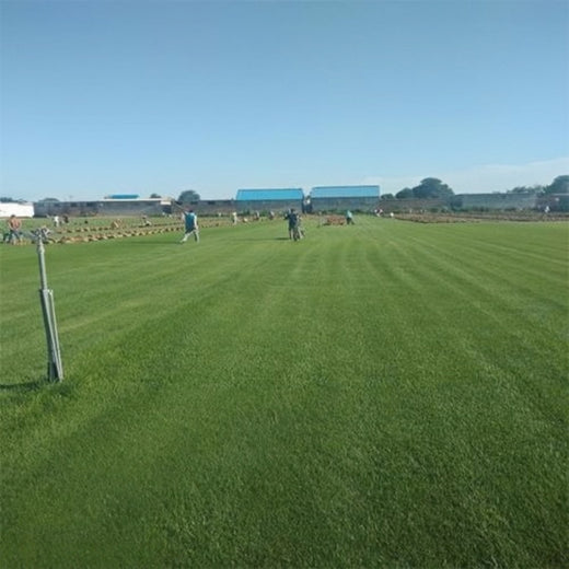 Triple A Grass Seed