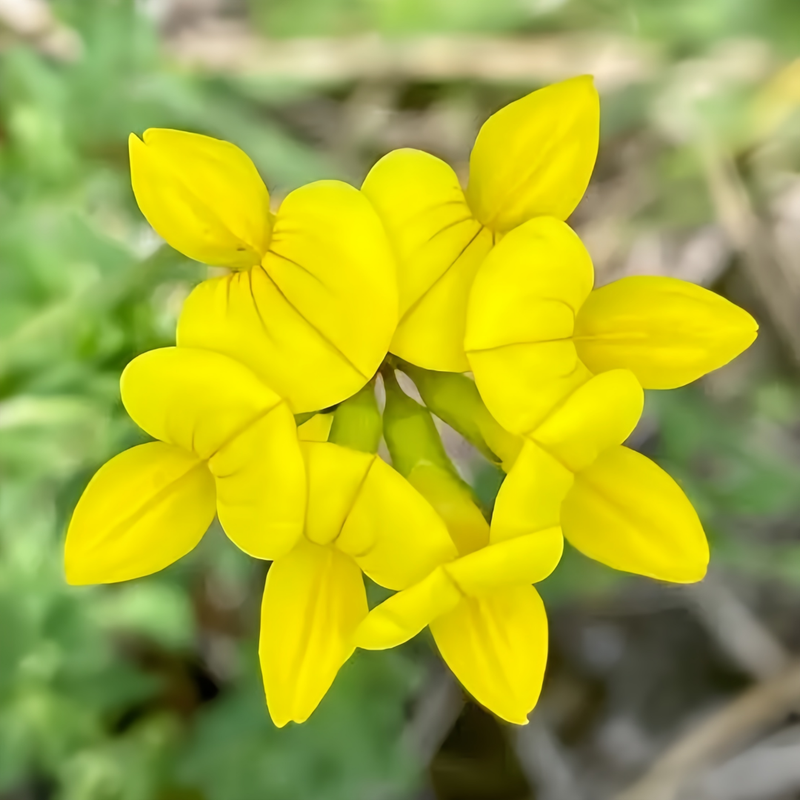Birdsfoot Trefoil Seeds