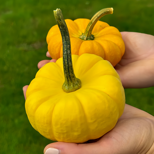 Golden Orange Squash Seeds