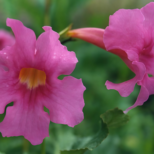 Incarvillea Seeds - Red