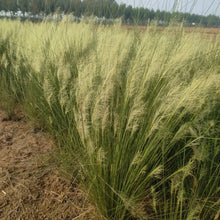 White Cloud Grass Seeds