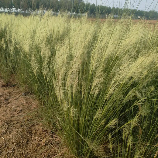White Cloud Grass Seeds