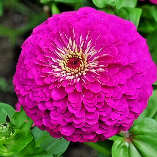 Red Zinnia Seeds