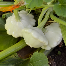 Runner Up White Squash Seeds