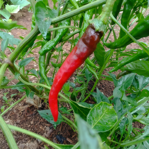 Red Conoides Pepper Seeds