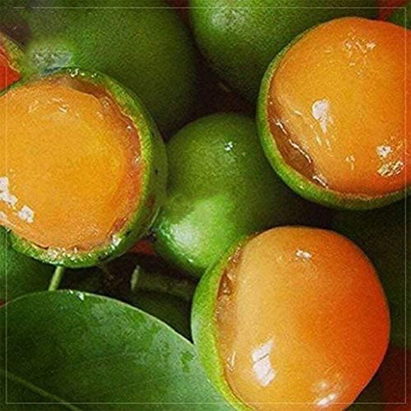 Lemon Sweet Spanish Lime  Professional Pack,  Green Skin Orange Inside Juicy Fruits up to 50%