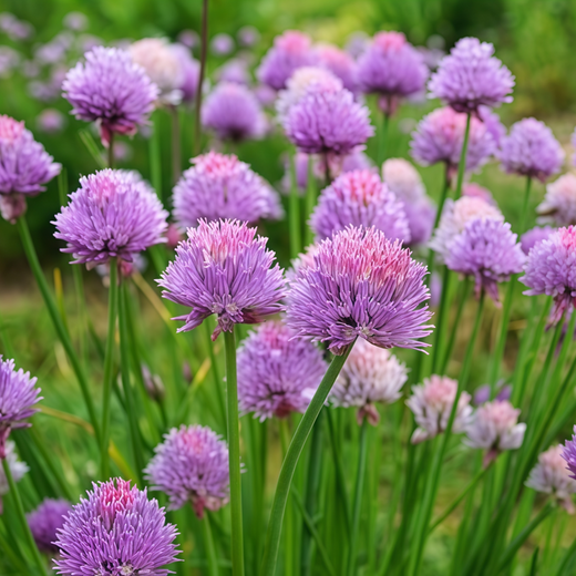 Purple Chives Seeds