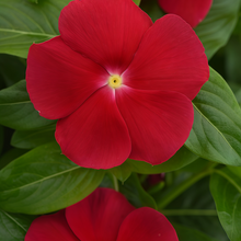Vinca Seeds Catharanthus Roseus Deep Red Small Flower with Core
