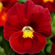Pansy Seeds - Pure Red