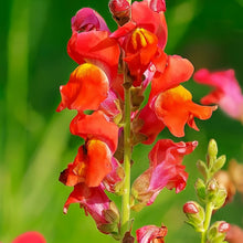 Snapdragon Seeds - Orange Red