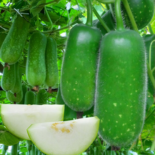 Small Wax Gourd Seeds