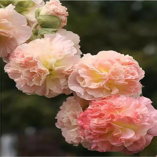 Pink Hollyhock Seeds