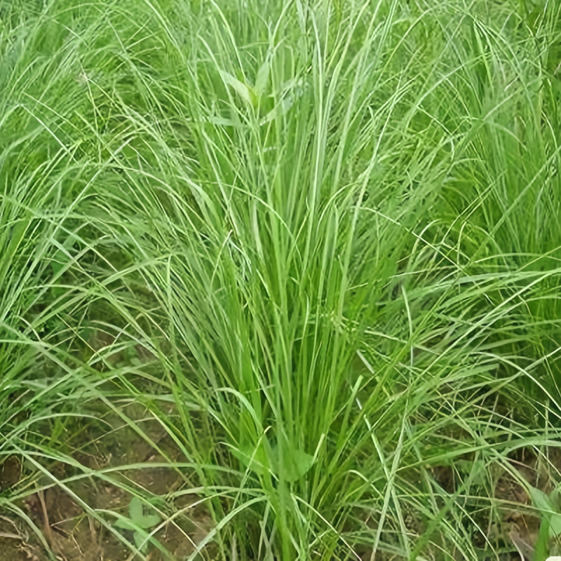 Bahia Grass Seeds