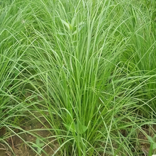 Bahia Grass Seeds