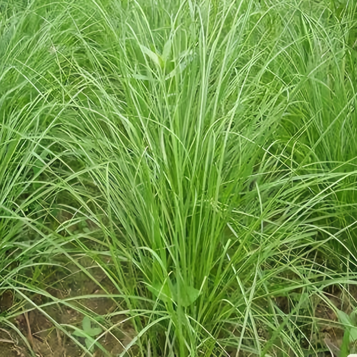 Bahia Grass Seeds