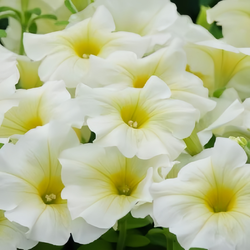 Pale Yellow Petunia Seeds