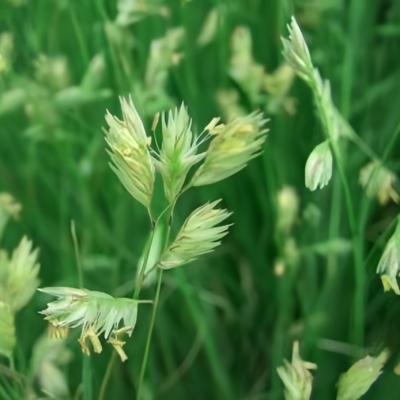Buffalograss Seeds