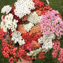 Yarrow Seeds - Mixed Colors